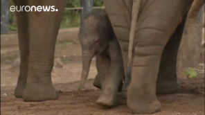 First baby elephant born at Sydneyâ€™s Taronga Zoo in almost seven years on 5/26. Male and born at 285 lbs!
