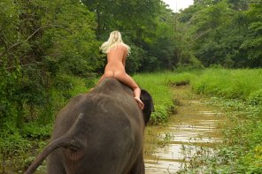 Naked Girl On An Elephant