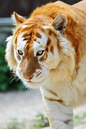 A very rare golden tiger. it is believed that only 30 of them exist