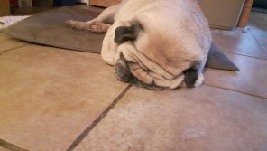 Pug melting