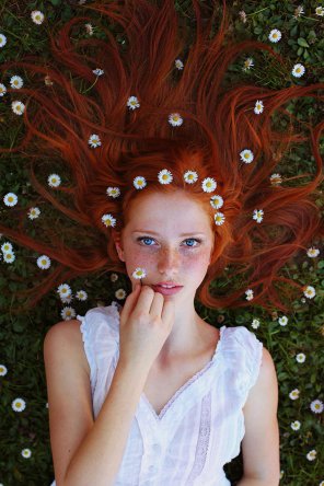 Halo of dandelions