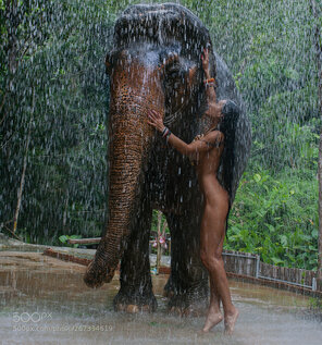Elephant in the rain