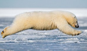 This bear is a cloud.