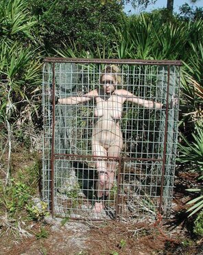 A cage trap holds a wild Florida Cougar: she'll be relocated to the Northeast since the millions of Florida Cougars have preyed so heavily on the rare