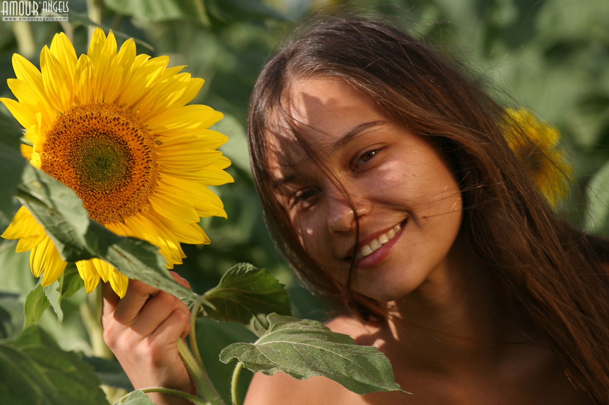 novice photo AmourAngels-Olga-Sunflowers-0023