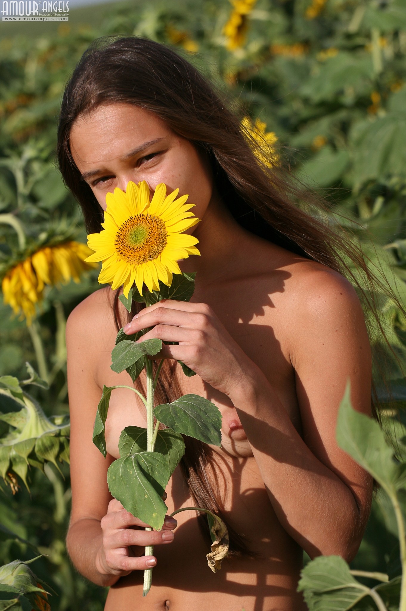 novice photo AmourAngels-Olga-Sunflowers-0034