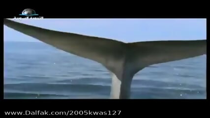 Blue Whale 30