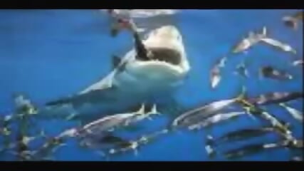 Great White Shark