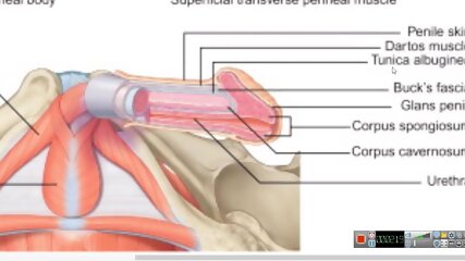 Increase Your Penis - Kegel Exercise Keeping PC Muscle Contracted