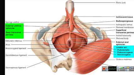 Increase Your Penis - Kegel Exercise Keeping PC Muscle Contracted